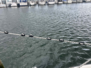 Bungy – fortøjningsdæmper (2-pack)